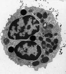 Euzinofil granulocita mikroszkópos képe