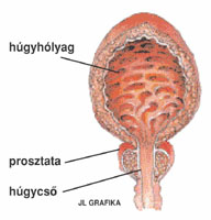 prosztata vagy húgycső gyulladása alacsony tesztoszteron prosztatitis