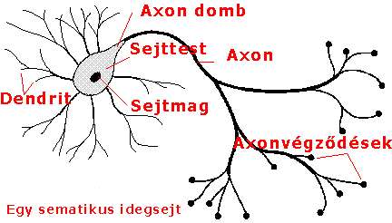 Egy sematikus idegsejt részei