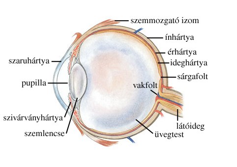 Fehér kisülés a szem sarkában: okok és kezelés - Szemüveg 