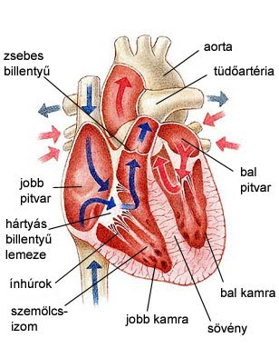 Emberi szív