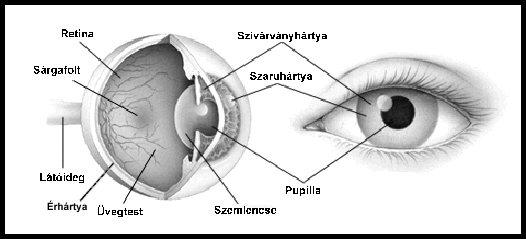 szemészet szaruhártya szem felépítése osztályok asztallal a látáshoz