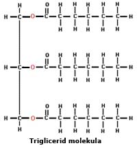 Triglicerid - SYNLAB