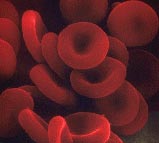 Vörösvérsejt - a vér oxigénszállításáért felelős alkotórésze